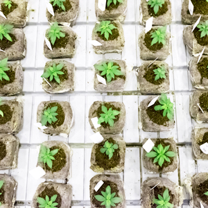 Plant2 Plant2