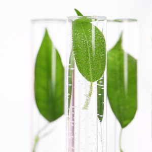 Plant4 Plant4