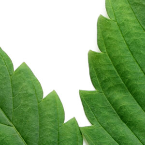 cannabis fan leaf
